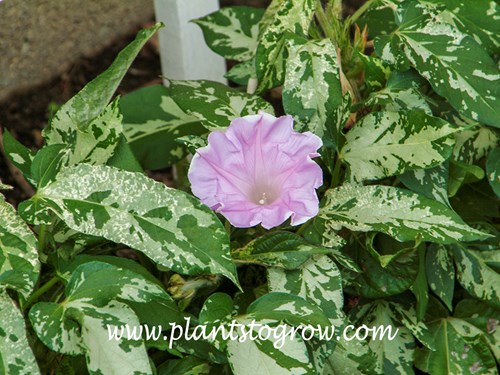 'Dwarf Pink Picotee' Morning Glory (Ipomoea) 
I grew these plants from seeds